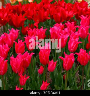 Close up of colourful spring flowering garden tulips. Stock Photo
