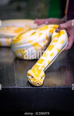 The python snake is one of the albino snakes, which are yellow and white. Stock Photo