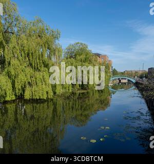Weeping willow trees reflected in the River Foss, with the iconic blue Monk Bridge in the background, York, Stock Photo