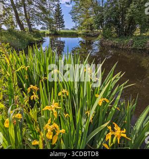 Yellow flag iris (Iris pseudacorus) in flower beside a calm, tree-lined pond on a sunny day. York. North Yorkshire, UK Stock Photo