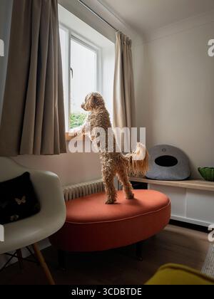 Curious cockapoo standing on its back legs,  looking out of the window Stock Photo
