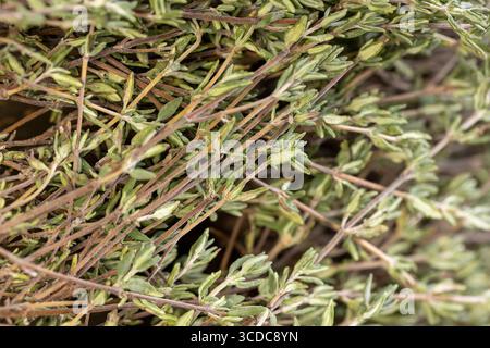 aromatic green thyme closeup, spices of dried thyme for use in cooking and folk medicine Stock Photo