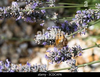 Gatekeeper butterfly feeding off Lavender plant Stock Photo