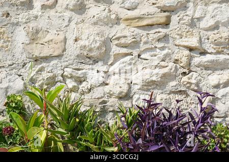 Colorful succulent and purple foliage plants grow against an old, weathered stone wall in bright sunlight Stock Photo
