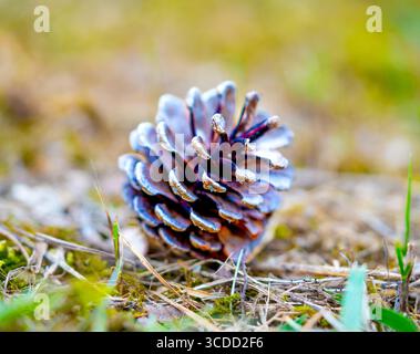 Pinecones fallen from the tree and lying on the ground in a forest Stock Photo