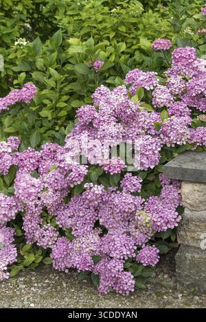 Garden hydrangea (Hydrangea macrophylla 'Thelenn'), Oberdieckgarten, Germany Stock Photo