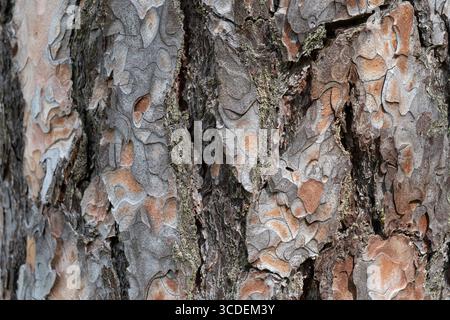 Pine tree bark texture background. Close up view. Nature scene. Stock Photo