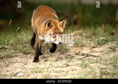 Rotfuchs Fuchs, Junger Fuchs *** Red fox Fox, Young fox Stock Photo