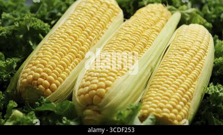 Closeup shot of pale yellow corncobs with fresh green salad leaves around in soft light Stock Photo