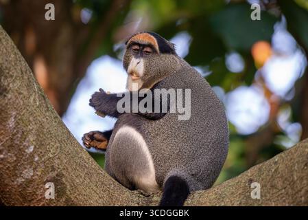 De Brazza's monkey (Cercopithecus neglectus)  at Uganda Wildlife Education Centre in Entebbe Stock Photo