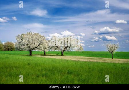 Spring scenic with a white  flowering cherry tree Stock Photo