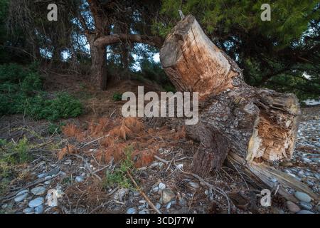 A large tree trunk is lying on the ground in a forest. The trunk is covered in moss and has a few holes in it. The scene is peaceful and serene. Stock Photo