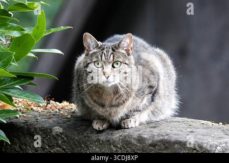 A tabby cat with green eyes and a thick fur coat is perched on a stone surface. Its front paws are tucked beneath its body as it sits calmly. Stock Photo