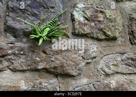 A small fern grows from the crevice of an old stone wall demonstrating nature's adaptability. The wall is made of irregularly shaped stones with patch Stock Photo
