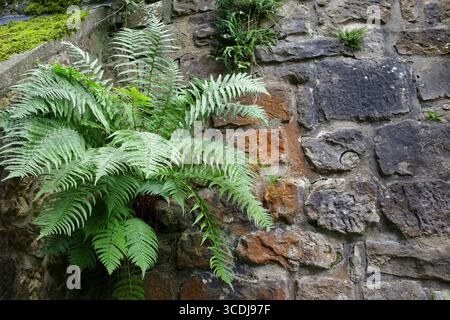 A fern grows from the crevice of an old stone wall demonstrating nature's adaptability. The wall is made of irregularly shaped stones with patches of Stock Photo