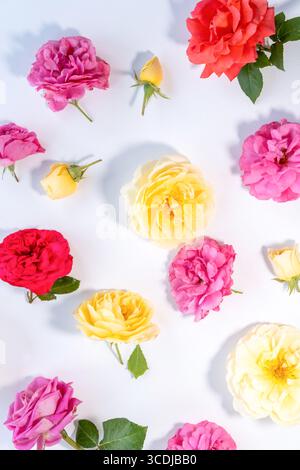 Bright rose petals in yellow, pink, and red hues spread out on a clean background, creating a stylish floral pattern ideal for nature-inspired designs Stock Photo