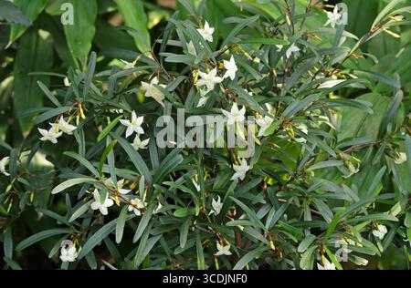 False Rubberwood or Buttered Popcorn Tree, Mascarenhasia arborescens, Apocynaceae. Kenya to Mozambique, W. Indian Ocean.  It is a shrub or tree. Stock Photo
