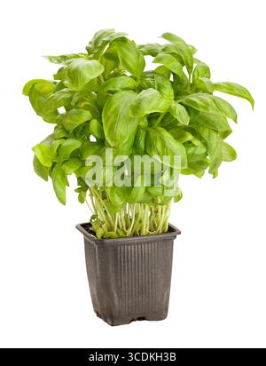 basil path isolated on white Stock Photo