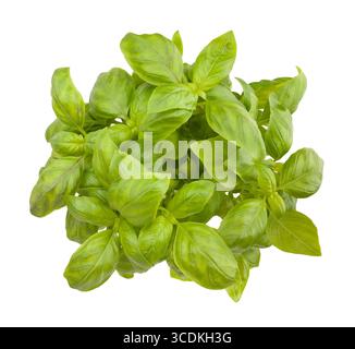 basil path isolated on white Stock Photo