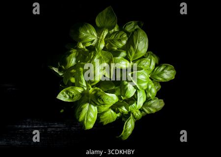 basil  leaves  on black background top view Stock Photo