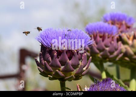 Honeybees hovering around a blooming purple cardoon or globe artichoke (Cynara cardunculus var. scolymus) flower in Arizona Stock Photo