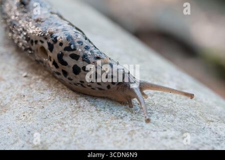 A captivating close-up macro shot showcases a Leopard Slug, Arion Maximus, gliding across a rough stone surface, emphasizing its black-spotted mantle, Stock Photo