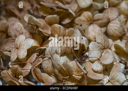 a layer of dried Hydrangeo flowers, natural biege to brown colours for a background Stock Photo