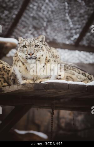 The snow leopard is a species of large cat in the genus Panthera of the family Felidae, in captivity at the Calgary Zoo Stock Photo