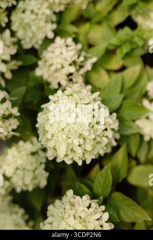 Close-up view of white hydrangea flowers thriving amidst fresh green foliage in a sunny garden. Stock Photo