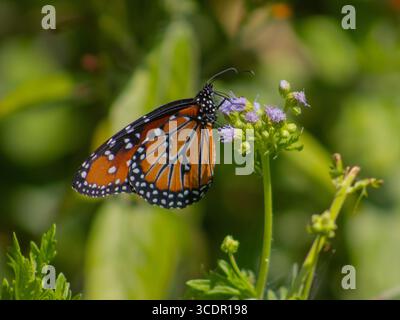 Close-up photograph of a queen butterfly (Danaus gilippus) in profile, showing its brown wings with white spots, perched on a green plant. Stock Photo
