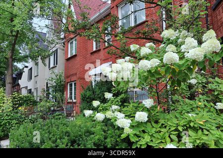 Urban row houses with gables and large hydrangea bush in front garden Stock Photo
