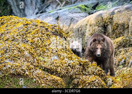 Grizzly bear mother with her coy (cub of the year) walking between the steep coast in the intertidal zone, Knight Inlet, Traditional territory of the Stock Photo
