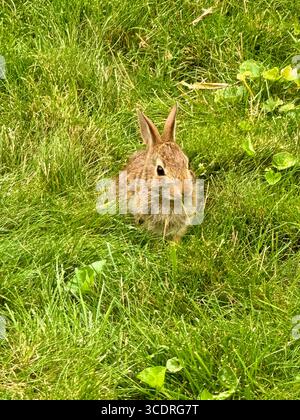 A rabbit surrounded by green grass to nibble on. Stock Photo