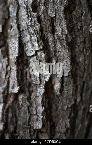 Close Up Of The Bark Of A Blackboard Tree, Blackboard tree revealing its rough, dark texture etched with intricate natural patterns, glowing softly un Stock Photo