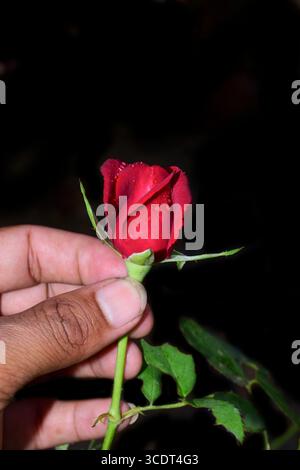 A beautiful Red rose water drops isolated on black background Stock Photo