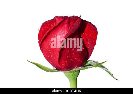 A beautiful Red rose water drops isolated on white background Stock Photo
