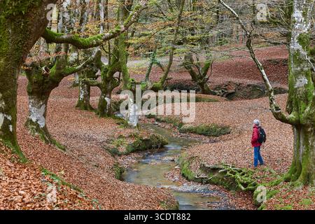 Beech forest in Vizcaya. Hayedo Otzarreta, Gorbeia. Autumn landscape. Spain Stock Photo