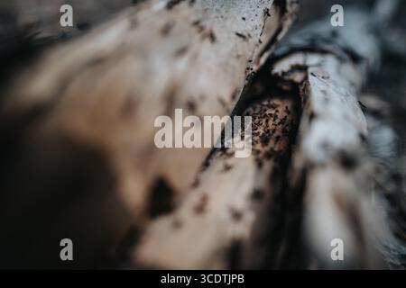 Close-up view of ants on tree bark in natural environment Stock Photo