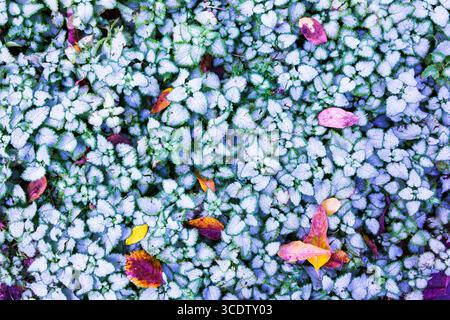 Dry autumn leaves on green - white frosty grass. Frost on grass and leaves. Stock Photo