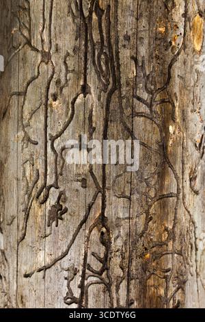 The texture of an old, dry tree without bark, gnawed by a bark beetle. Stock Photo