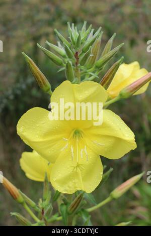 Large-flowered Evening-primrose - Oenothera glazioviana Stock Photo