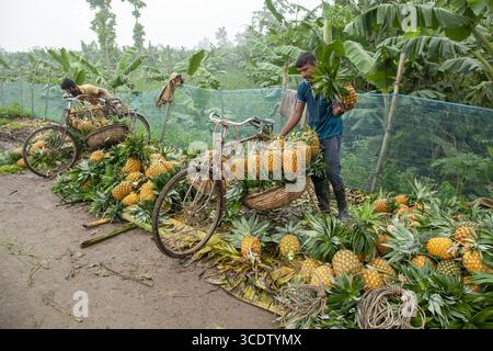 Madhupur, Bangladesh - 15 August 2023: View of vibrant pineapples piled high on bicycles, ready for market amidst the lush greenery of a plantation. Stock Photo