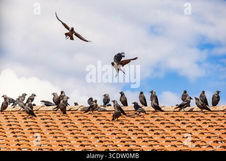 Flock of Western Jackdaws birds on a house roof Stock Photo