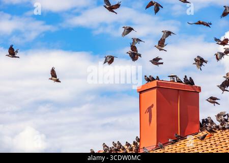 Flock of Western Jackdaws flying above a chimney at roof Stock Photo ...