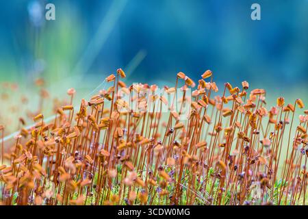 Haircap moss growing on a bog Stock Photo