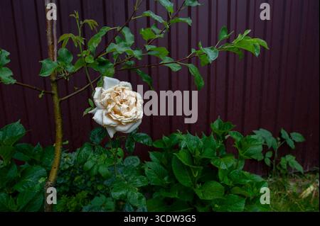 Full bloom of beautiful pale pink climbing roses on background. Beautiful pattern of sweet fuzzy rose flower. Stock Photo