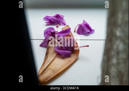Purple orchid petals scatteredPurple Madagascar periwinkle flowers were scattered on the windowsill. Stock Photo