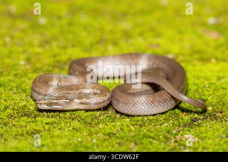 Brown House Snake (Boaedon capensis) Close-Up on Mossy Ground – Non-Venomous African Reptile Stock Photo