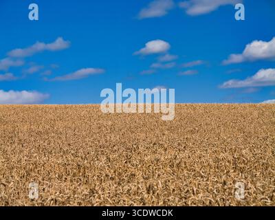 Ripe wheat heads fill the frame beneath a deep blue sky with soft clouds in the Shropshire Hills National Landscape, Shropshire, UK. Bright, minimal summer farmland scene. Stock Photo