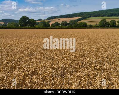 A ripe wheat field stretches toward rolling hills and hedgerows under blue skies, captured in the Shropshire Hills National Landscape, Shropshire, UK on a sunny summer morning. Stock Photo